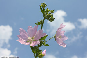 2011_06_19_3047_b.jpg