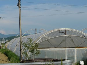 Вблизи Виноградова, в Местечке Сельцо в бесконечных теплицах выращивают уйму огурцов, капусты и цветов.