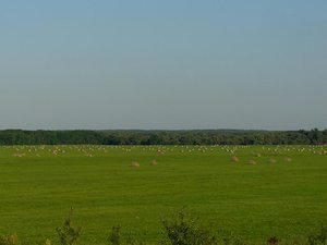 барашки на зелёных волнах