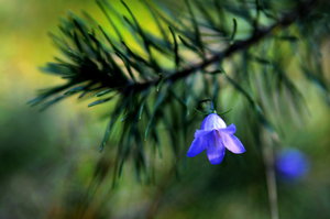 DSC_2661 1 мал.JPG
