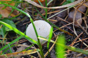 DSC_2698 мал.JPG