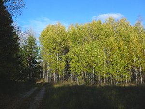 Некоторые деревья уже голые , а некоторые еще полностью зеленые