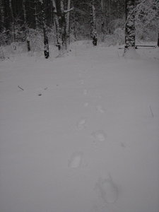 IMG_4231_новый размер.JPG