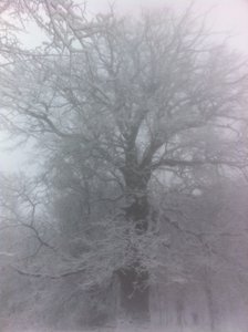 Дуб в метель.