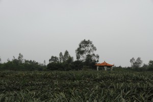 DPP_1010.JPG