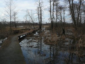 Разлив нынче шикарный , все луга затоплены