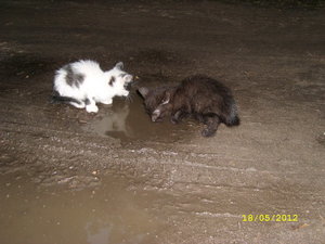 бедняжки пьют воду из лужи.jpg