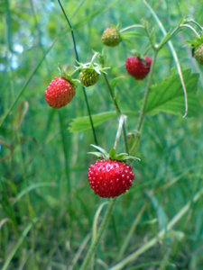 DSC00282.JPG