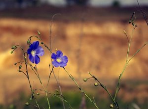 _1G100583.jpg