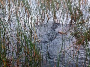 Alligator.jpg