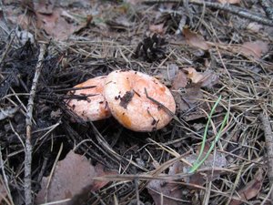 IMG_371400.jpg