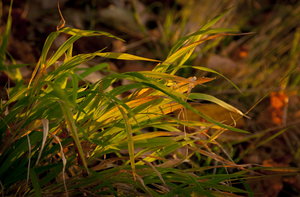 SG201409.jpg