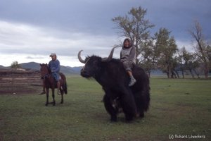 На таких зверях можно покататься в Монголии.