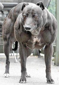 собачий Шварцнеггер