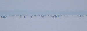 pinguins.jpg