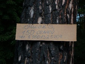 Телефон прямо посреди леса , оригинально,