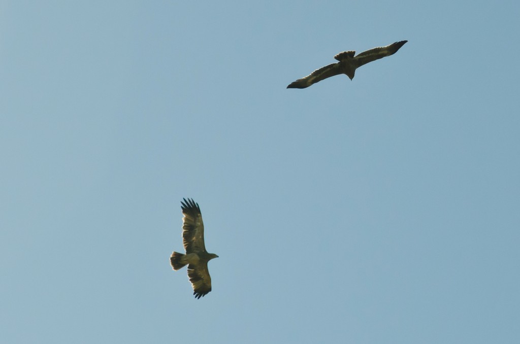 DSC_2019.jpg