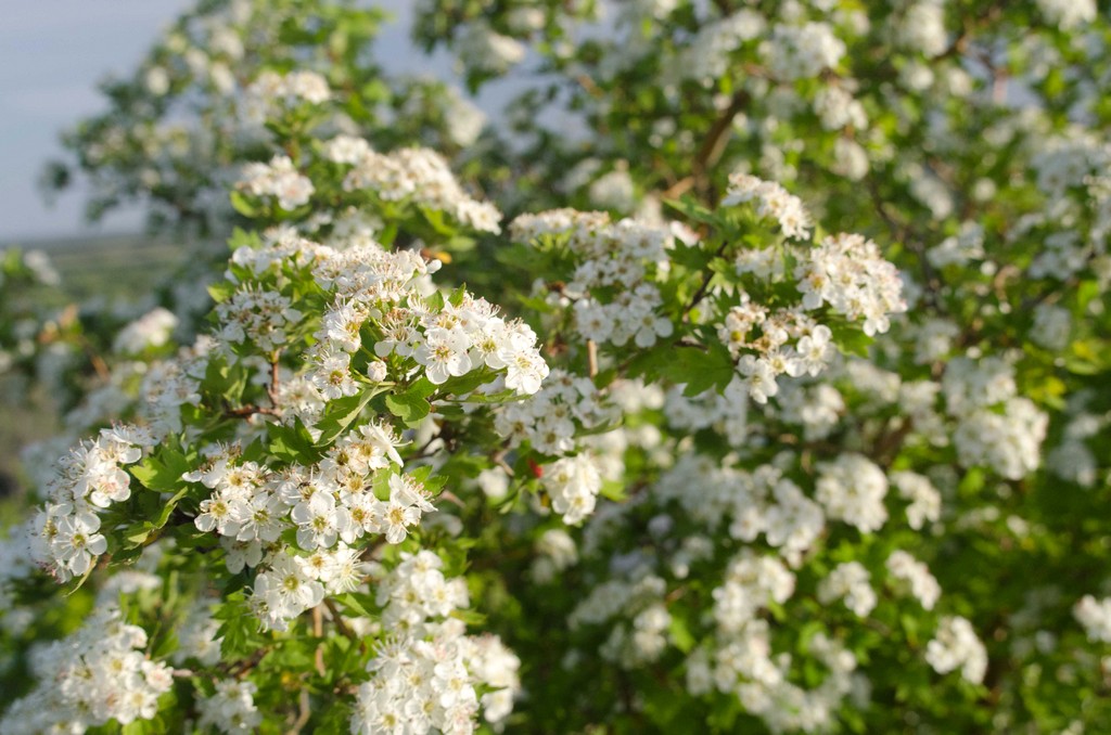 DSC_2346.jpg