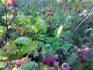 DSC00264.jpg