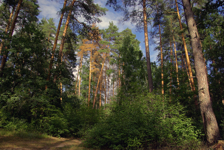 _G103968.jpg