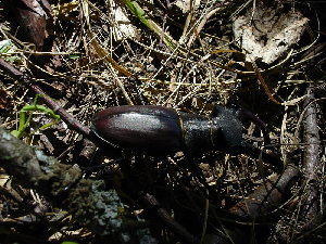 DSC03833_resize.JPG