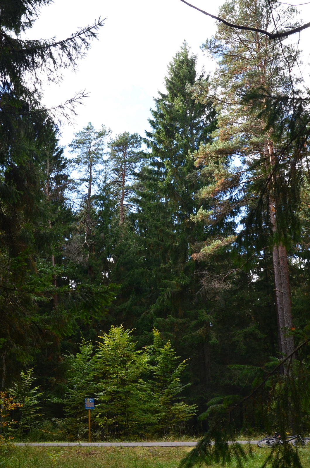 Величество Беловежский лес