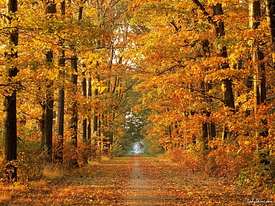 autumn.jpg