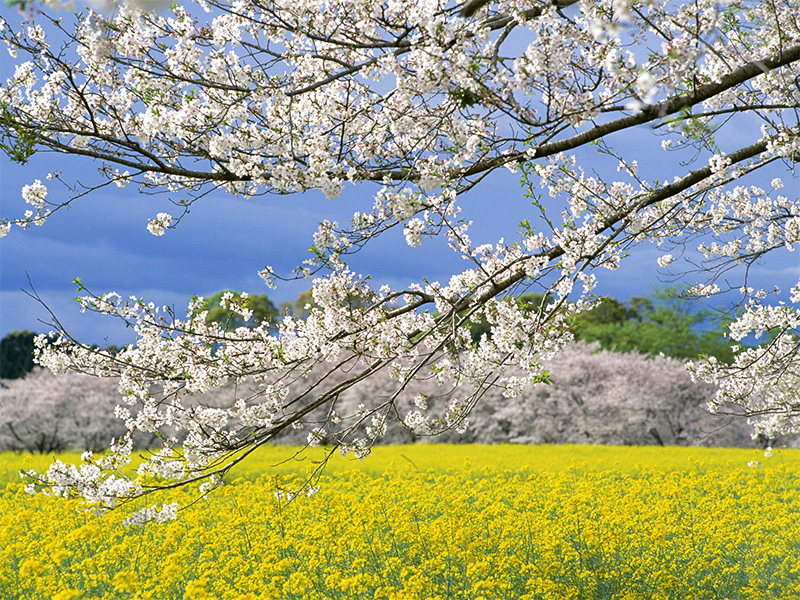 spring.jpg