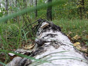 DSCF2603.JPG