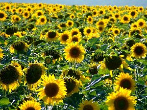 DSCF4328копия.jpg