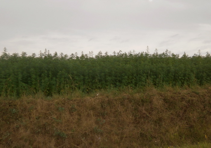 106 cannabis.jpg