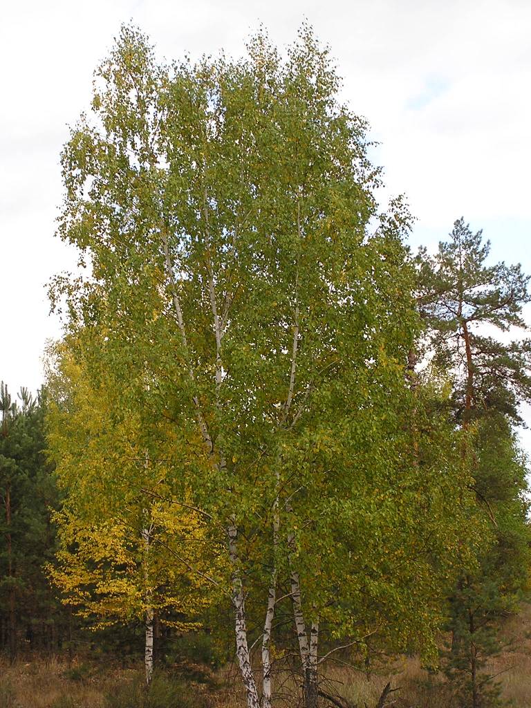 P1010053.JPG