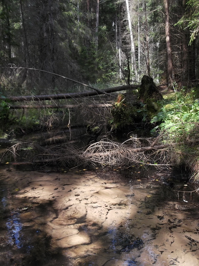 shishkin.jpg