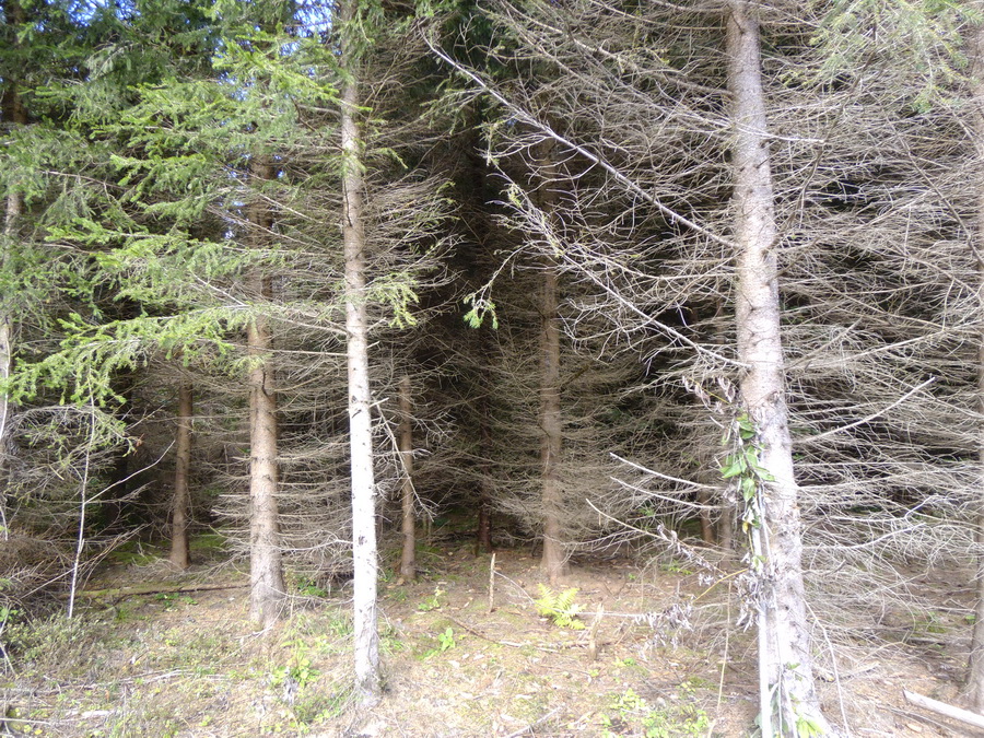 furtree.jpg