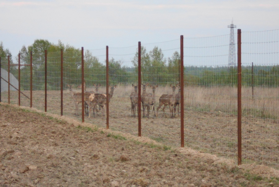 18 deers.jpg