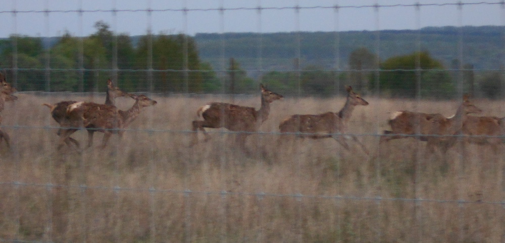 19 deers.jpg