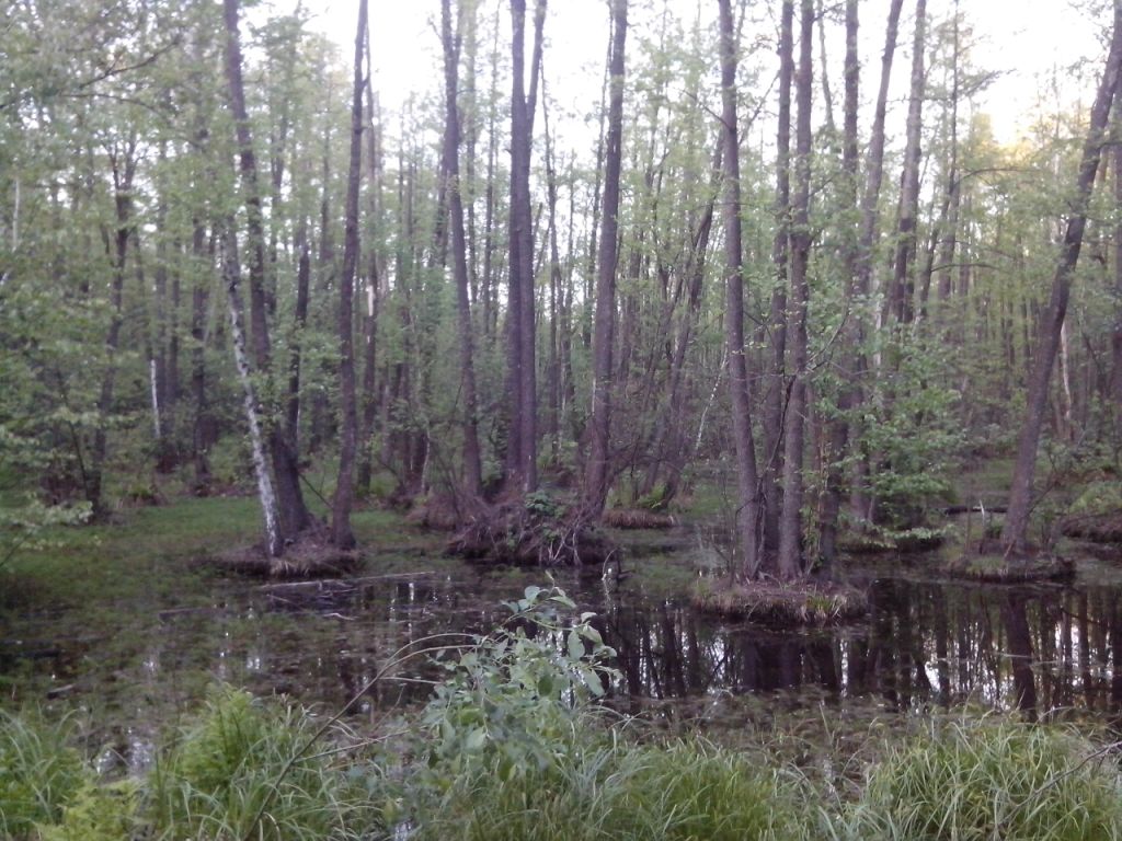 IMG_20150519_194522.jpg
