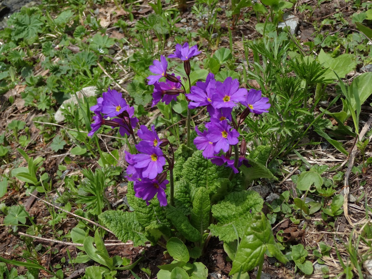 Примула