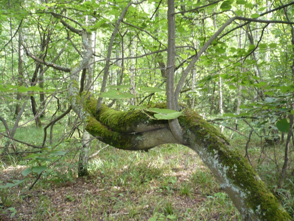 P1160125.JPG