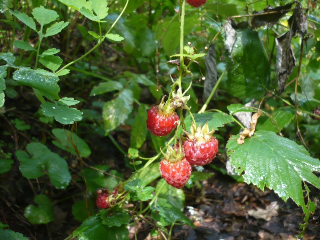 P1160150.JPG