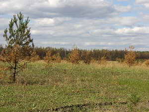 лес1.jpg