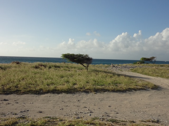 Дерево диви-диви