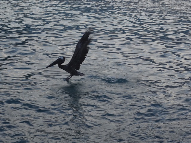 Пеликан что-ли?