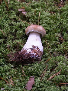 Boletus.jpg