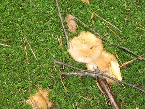 IMG_0817.jpg