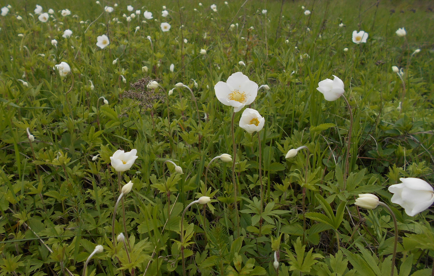 20anemones.jpg