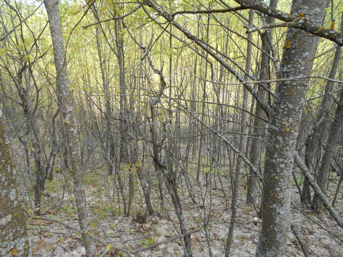 6forest.jpg