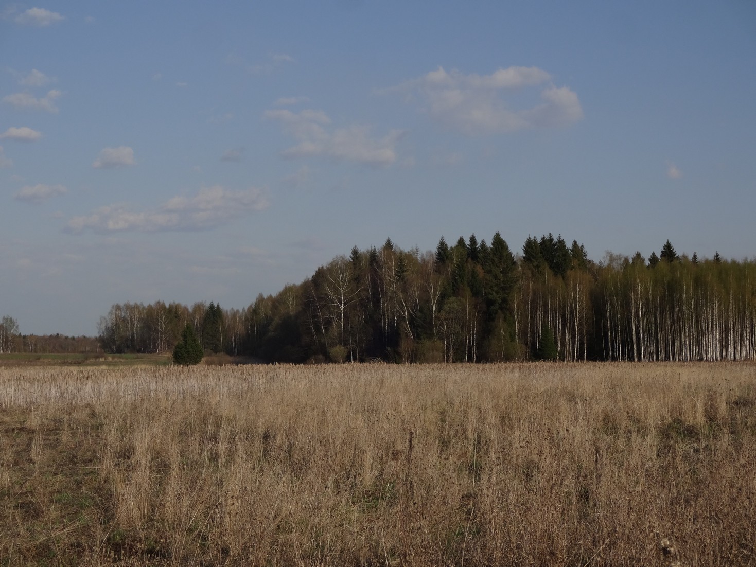 Просто красивая опушка