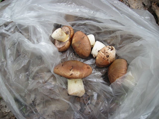 Снова маслята.
