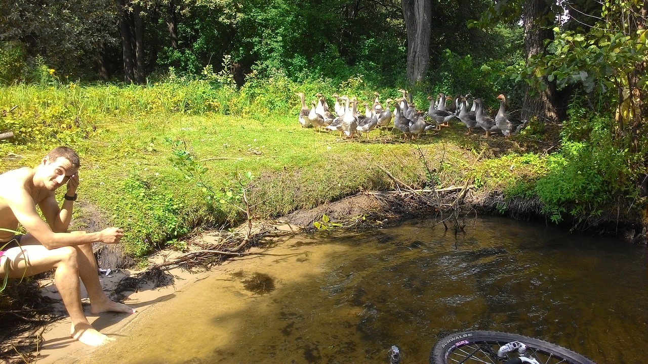 8goose.jpg